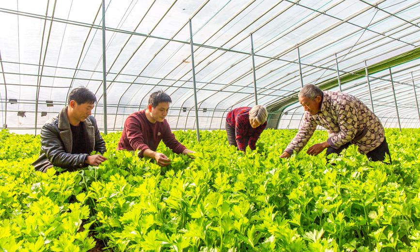 魯山縣下湯鎮(zhèn)岳莊村村民在蔬菜種植大棚管護(hù)蔬菜,。 馬進(jìn)偉 攝