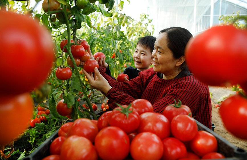 2月19日,，河南開封尉氏縣十八里鎮(zhèn)大棚里的西紅柿喜獲豐收,，農(nóng)民們正在進(jìn)行采摘,。李新義攝