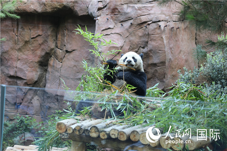 2,、“云川”和“鑫寶”落戶圣迭戈動物園,，開啟了新一輪中美大熊貓保護(hù)合作。 人民網(wǎng)記者 李志偉攝