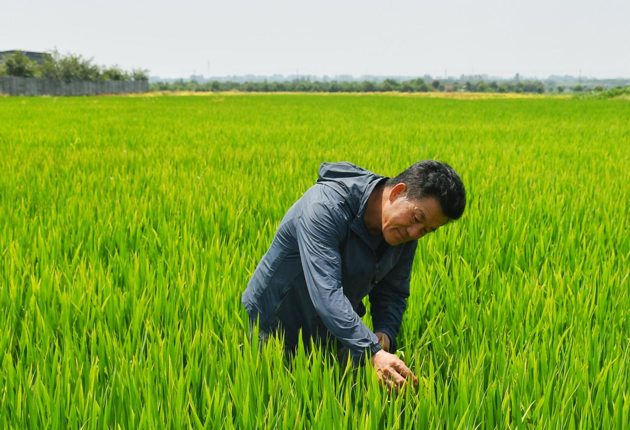 程夕兵在農(nóng)田里檢查水稻種植情況,。人民網(wǎng)記者 周坤 攝