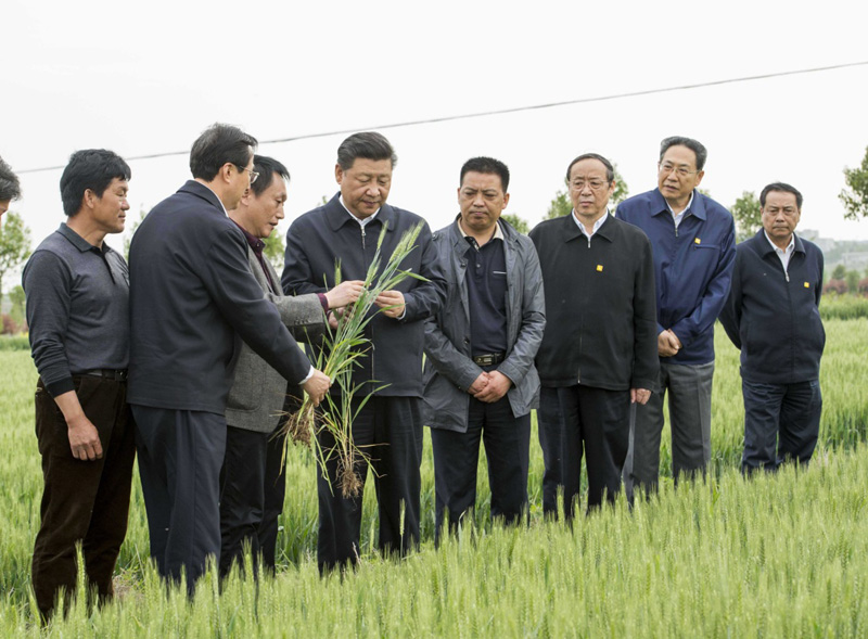 2016年4月25日下午,，習(xí)近平在安徽滁州市鳳陽(yáng)縣小崗村察看小麥長(zhǎng)勢(shì)。左一為種糧大戶程夕兵,。新華社記者 李學(xué)仁 攝