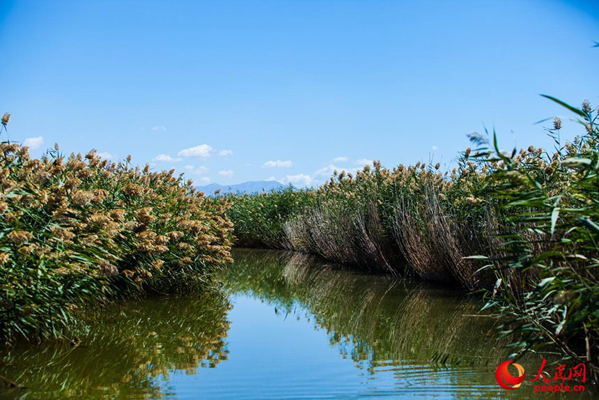 經(jīng)過治理的烏梁素海風(fēng)景秀美，蘆葦搖曳生姿,。人民網(wǎng) 孟佳澍攝